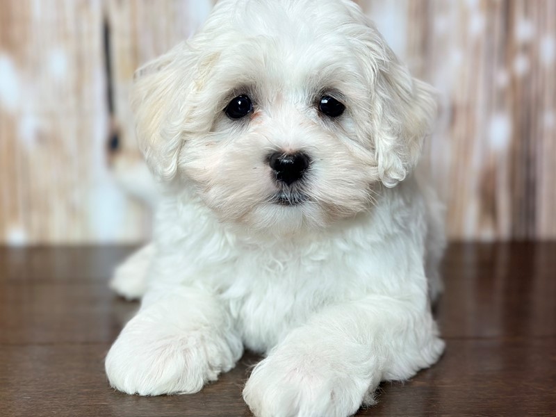 [#3785] Maggie - White Female Maltichon Puppies for Sale