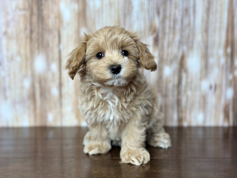 [#3803] Kyra (Very small!) - Apricot Female Maltipoo Puppies for Sale