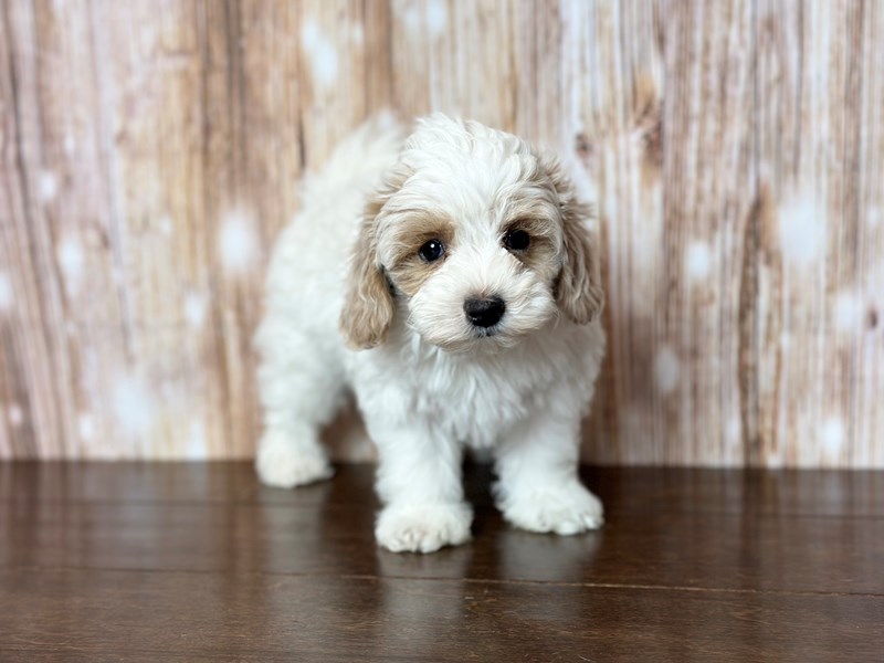 [#3805] Kato - White and tan Male Maltipoo Puppies for Sale