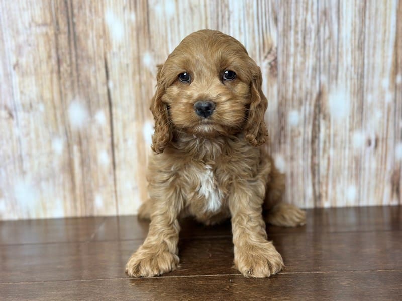 Cockapoo Dog Male Red with white 3795
