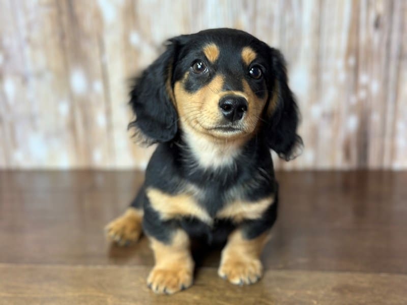 Miniature Dachshund Dog Male Black and tan 3798