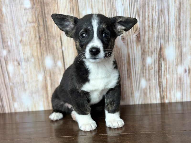 [#3790] Homer - Black with brown and white Male Pembroke Welsh Corgi Puppies for Sale