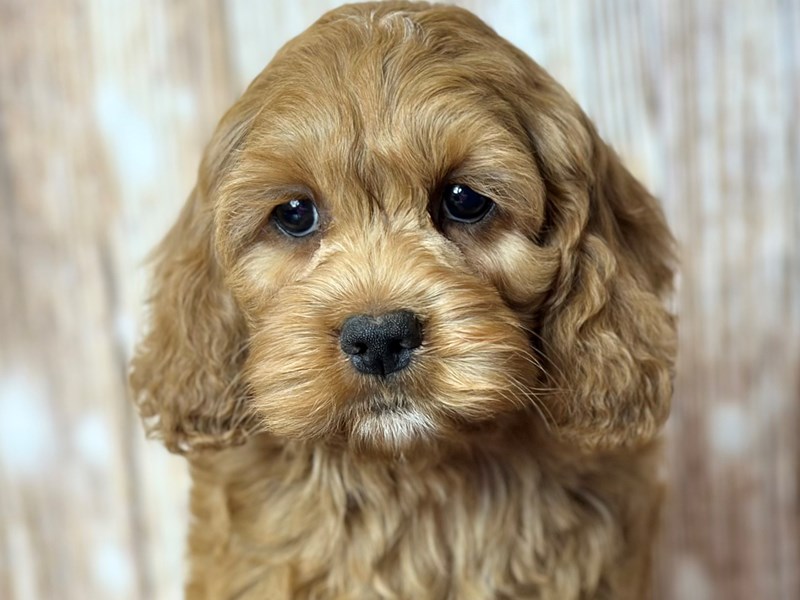 [#3794] Jimmy - Red with white Male Cockapoo Puppies for Sale