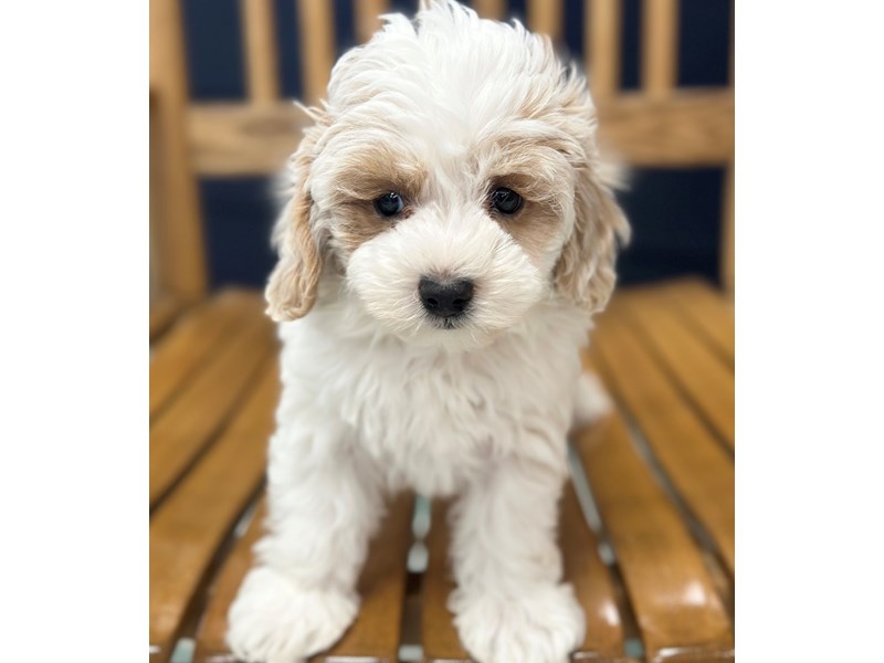 [#3804] Bailee - White and tan Female Maltipoo Puppies for Sale