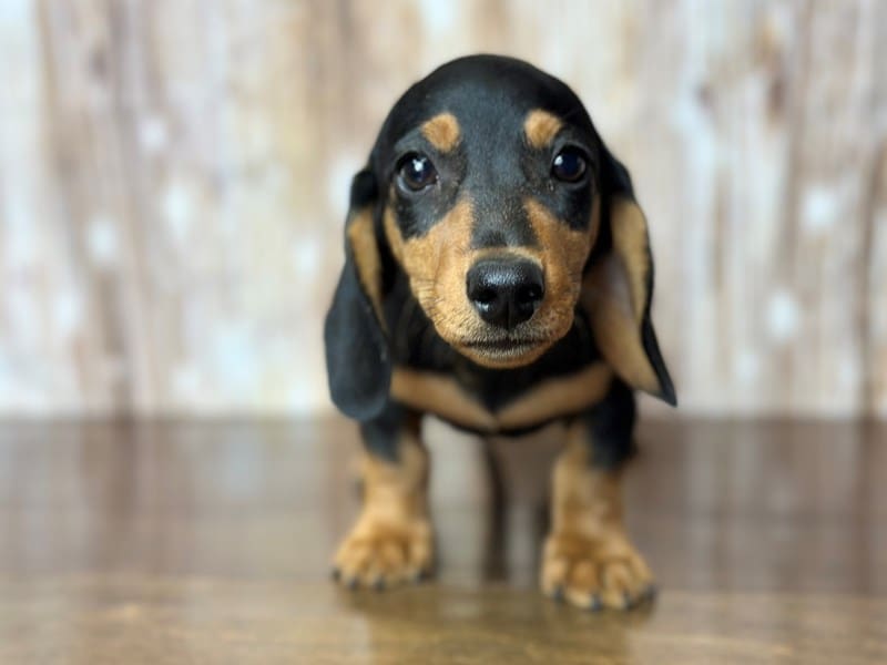 Miniature Dachshund Dog Male Black and tan 3796
