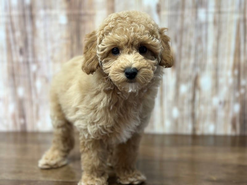 F1BB Mini Goldendoodle Dog Male Apricot 3829