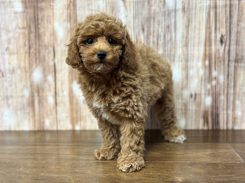 Miniature Poodle Dog Female Red 3824