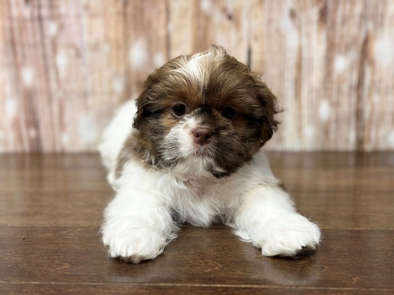 [#3812] Brently - Brown and white Male Shih Tzu Puppies for Sale