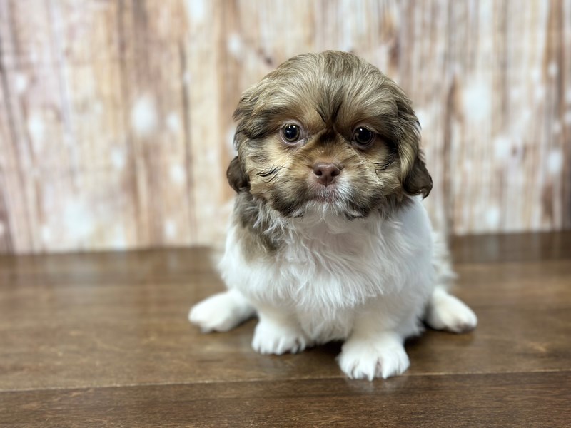 [#3811] Vivian - Brown and white Female Shih Tzu Puppies for Sale
