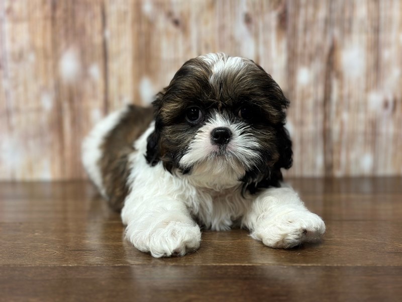 [#3813] Duke - Brown and white Male Shih Tzu Puppies for Sale