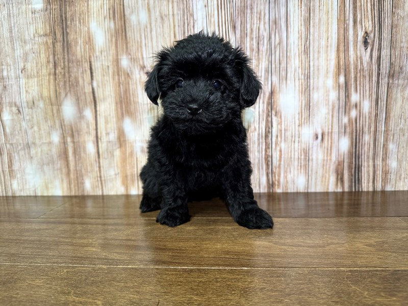 [#3816] Zara - Black Female Yorkiepoo Puppies for Sale