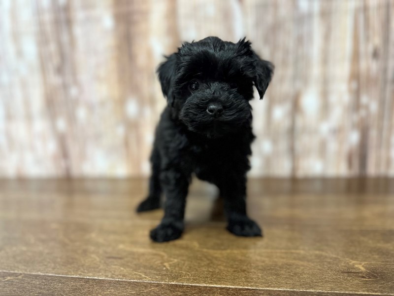 [#3818] Trip - Black Male Yorkiepoo Puppies for Sale