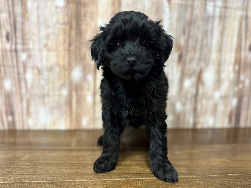 [#3814] Grover - Black Male Yorkiepoo Puppies for Sale