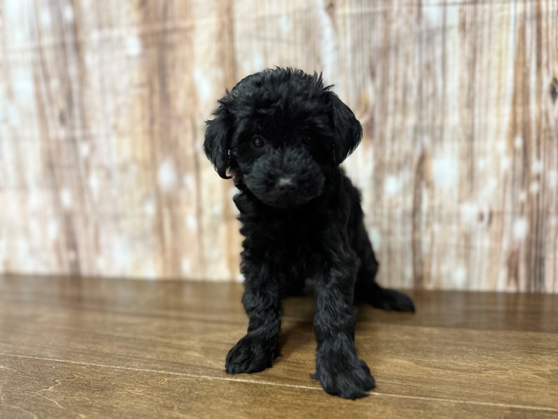 [#3817] Lainey - Black Female Yorkiepoo Puppies for Sale