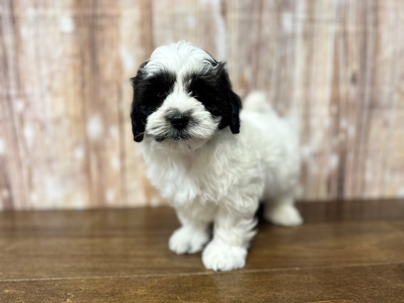 [#3825] Joker - White and black Male Shihpoo Puppies for Sale