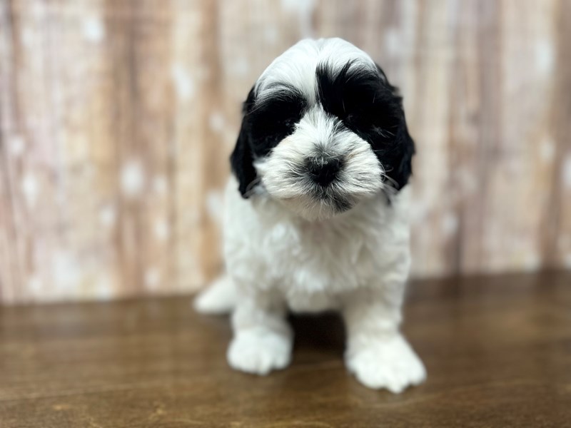[#3827] Langston - White and black Male Shihpoo Puppies for Sale