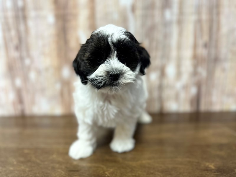 [#3826] Fanny - White and black Female Shihpoo Puppies for Sale