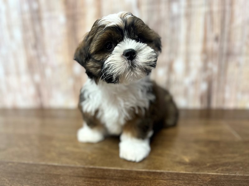 [#3819] Wright - Brown and white Male Teddy Bear Puppies for Sale