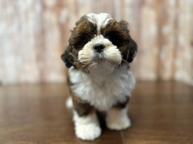 Teddy Bear Dog Male Brown and white 3820