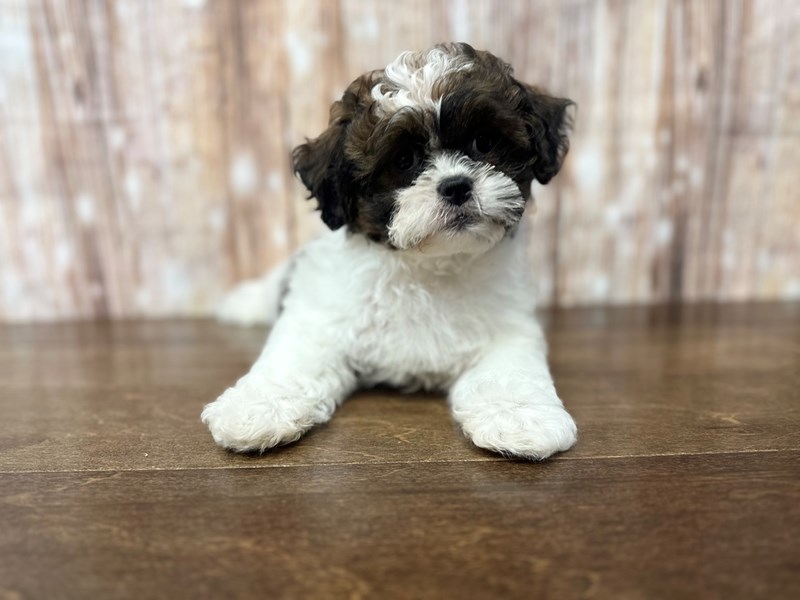 [#3821] Ann - Brown and white Female Teddy Bear Puppies for Sale