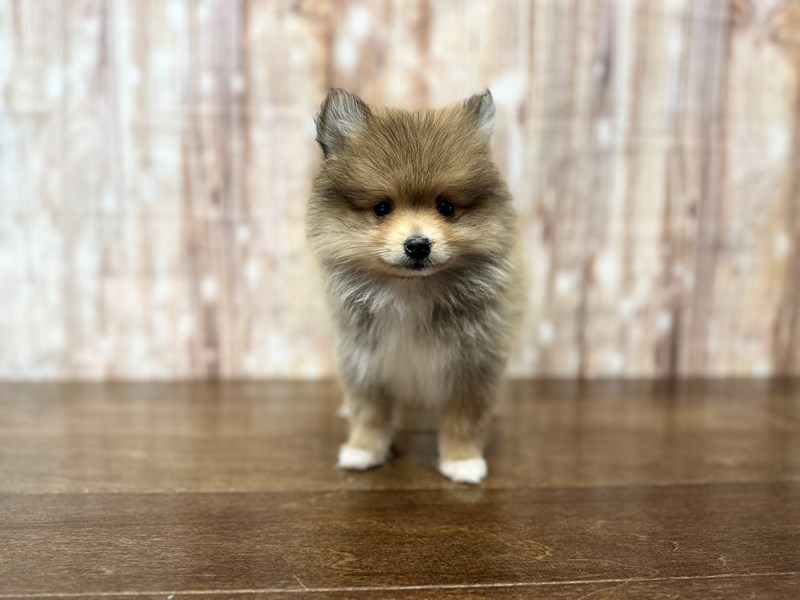 [#3808] Kobin - Brown with black and white Male Pomeranian Puppies for Sale