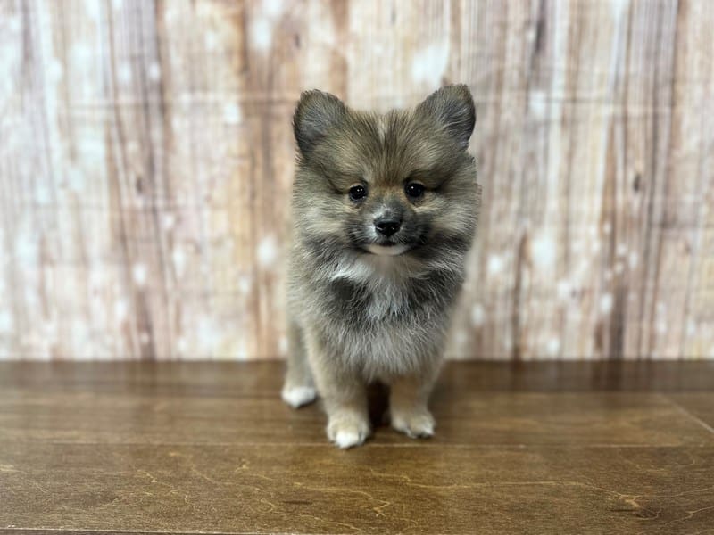 Pomeranian Dog Male Brown and black 3809