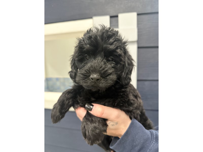 [#3815] Blaine - Black Male Yorkiepoo Puppies for Sale