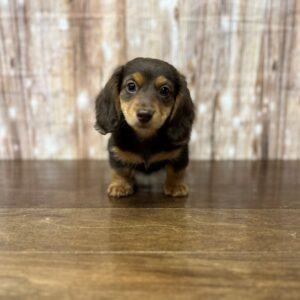 Miniature Dachshund - 3831