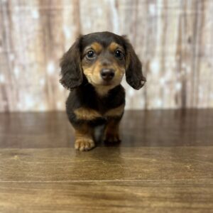 Miniature Dachshund - 3830