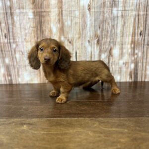 Miniature Dachshund - 3832