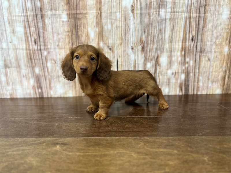 [#3832] Magnolia - Sable Female Miniature Dachshund Puppies for Sale