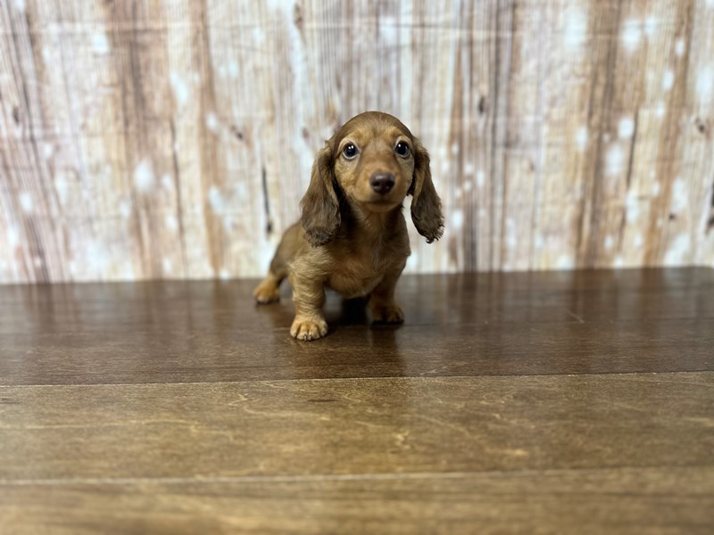 [#3833] Quinn - Sable Female Miniature Dachshund Puppies for Sale