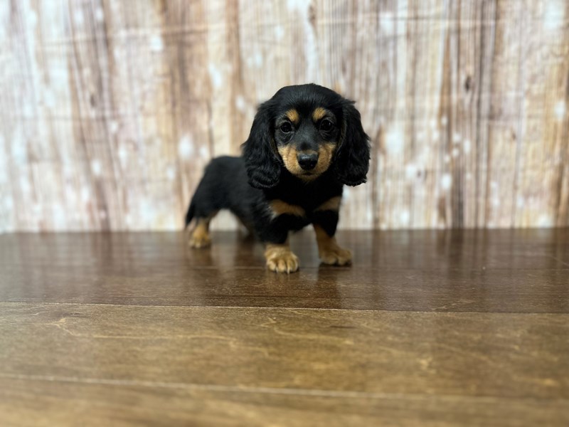[#3834] Mary - Black and tan Female Miniature Dachshund Puppies for Sale