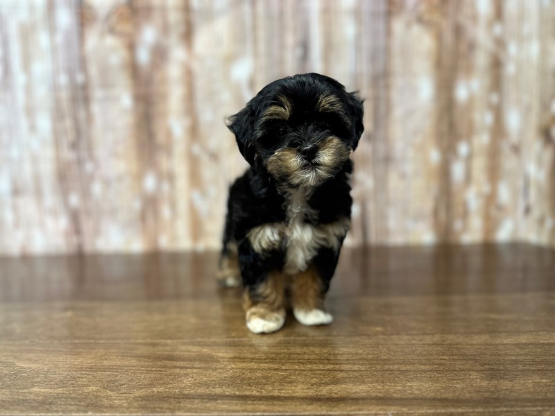 [#3838] Lola - Tricolor Female Havapoo Puppies for Sale
