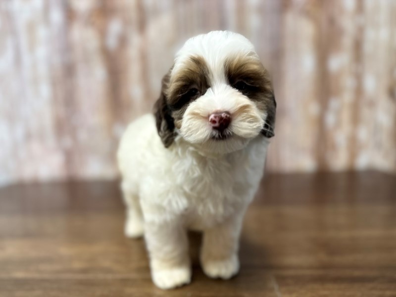 [#3837] Rudy - White and chocolate merle Male Havapoo Puppies for Sale