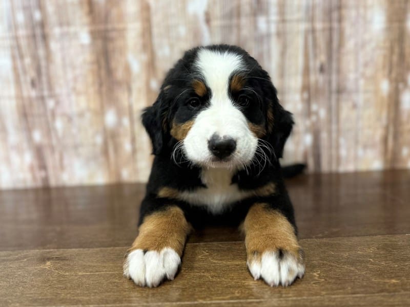 Bernese Mountain Dog Dog Female Tricolor 3836