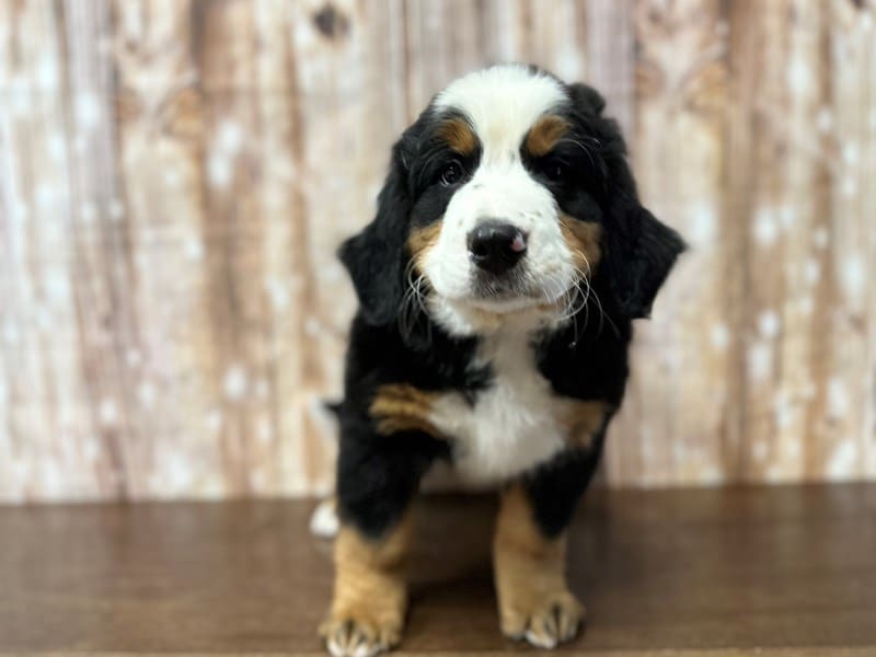 Bernese Mountain Dog Dog Male Tricolor 3835