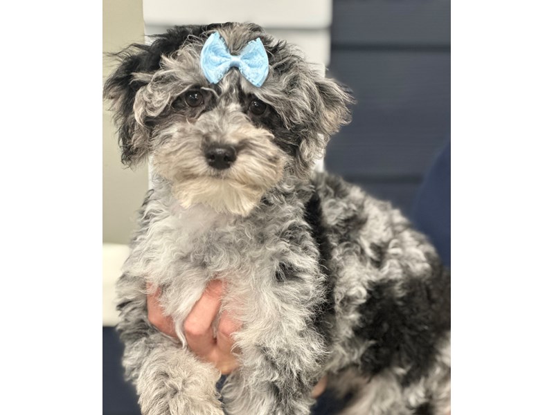 [#3774] Rose - Blue Merle Female Bichapoo Puppies for Sale