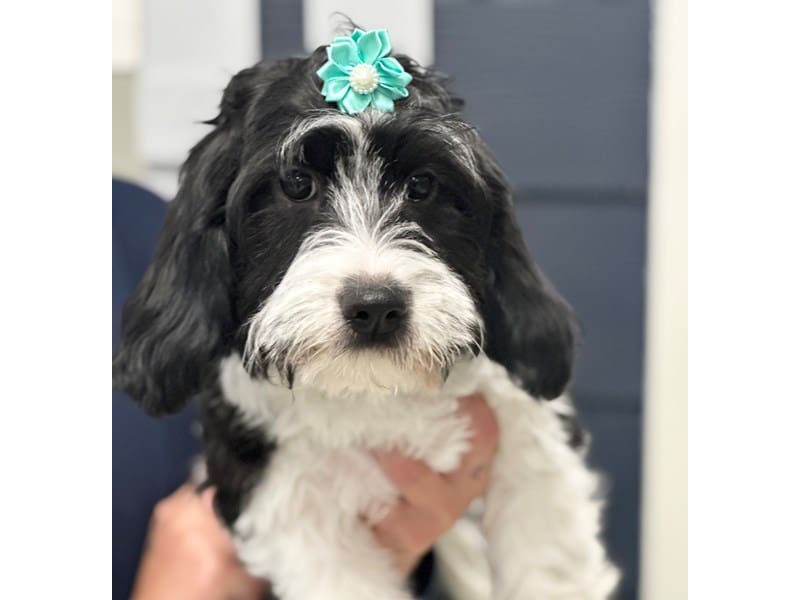 Claire, who found a home