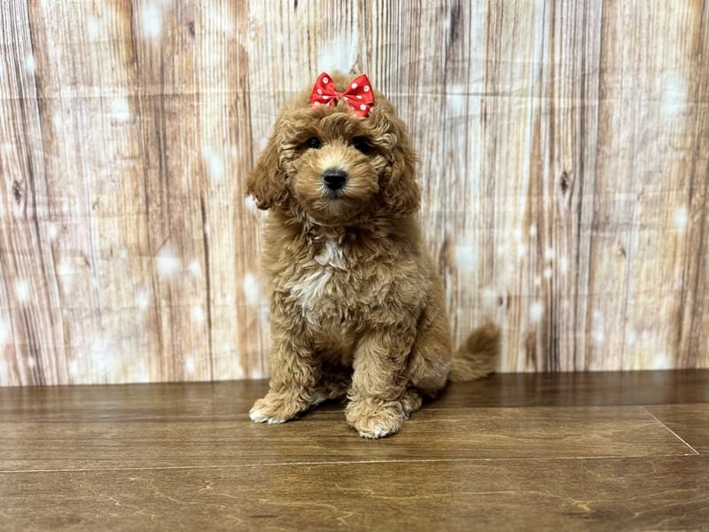F1BB Mini Goldendoodle Dog Female Apricot/Red 3846