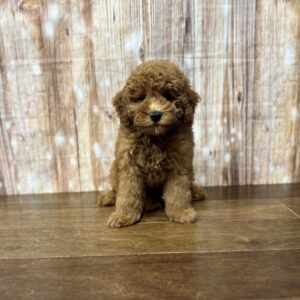 F1BB Mini Goldendoodle - 3844