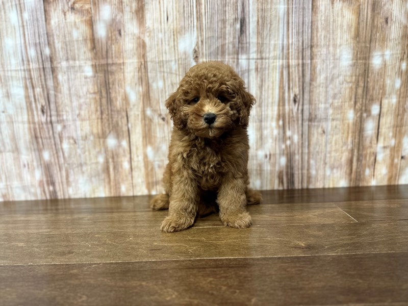 [#3844] Palmer - Red Male F1BB Mini Goldendoodle Puppies for Sale