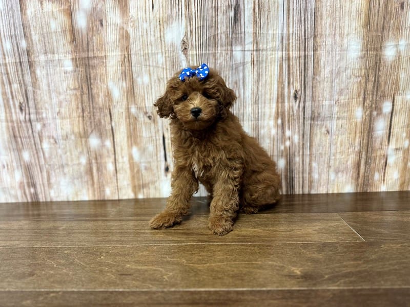 F1BB Mini Goldendoodle Dog Female Red 3847