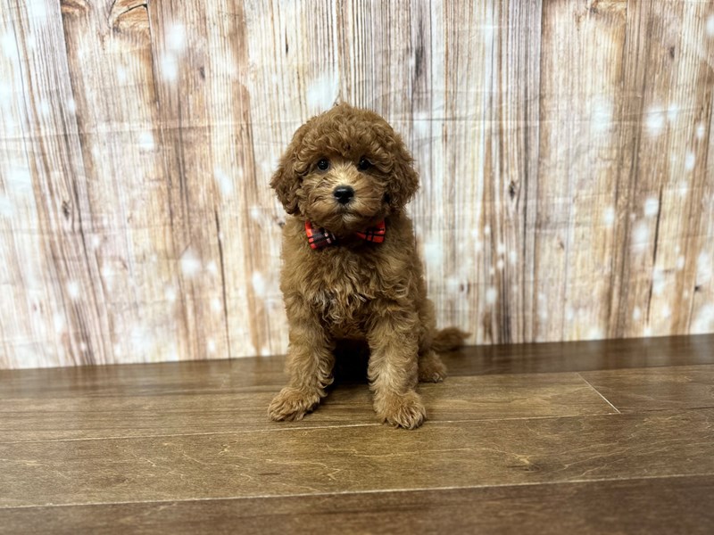 [#3845] Jettson - Red Male F1BB Mini Goldendoodle Puppies for Sale