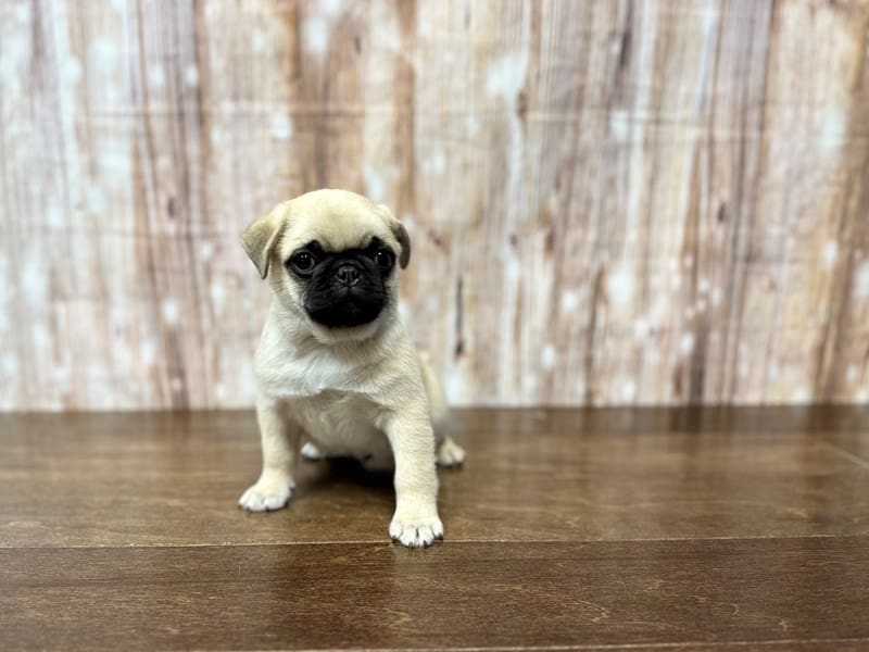 Pug Dog Male Fawn 3841