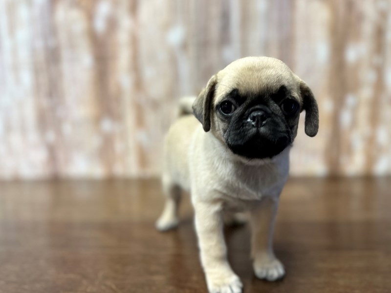 [#3843] Petunia - Fawn Female Pug Puppies for Sale