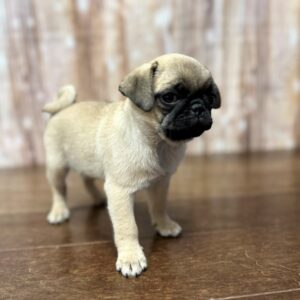 Pug - 3842