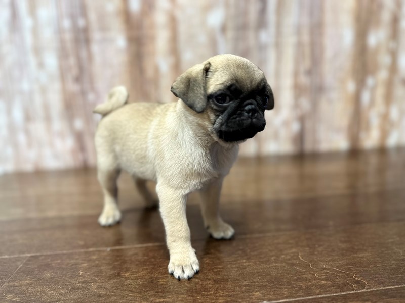 [#3842] Peach - Fawn Female Pug Puppies for Sale