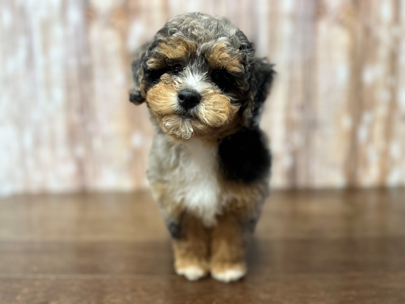 [#3851] Banksy - Blue Merle Tri Color Male Havapoo Puppies for Sale