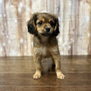 Cavapoo - 3839